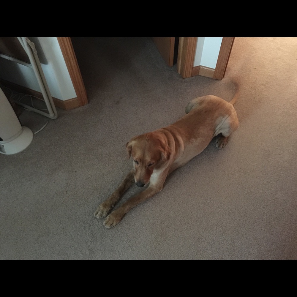 Ginger my Golden Retriever.